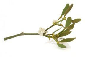 Mistletoe Berry and Leaf Sprig