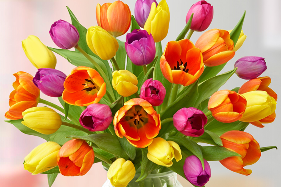 all about tulips