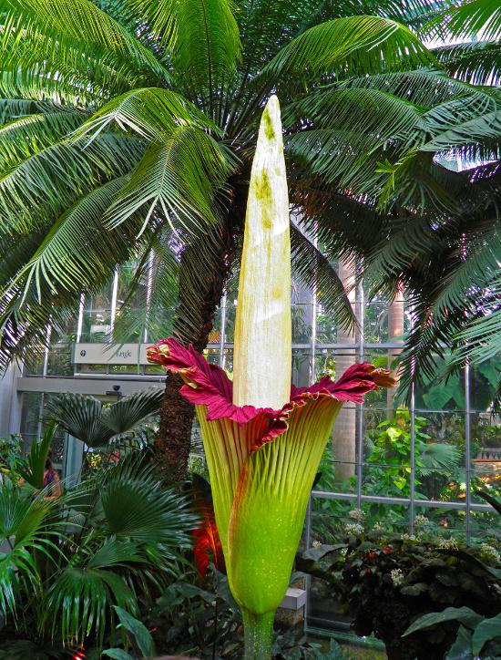 Corpse Flower in Bloom