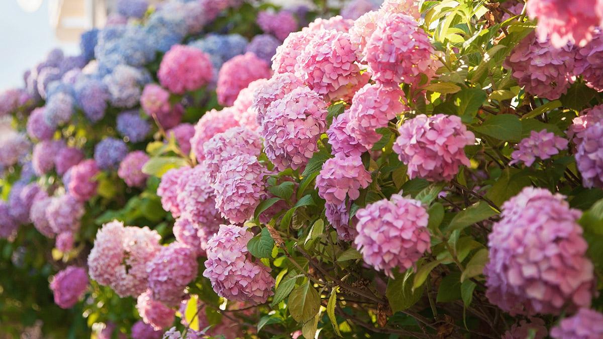 kinds of hydrangeas Mophead