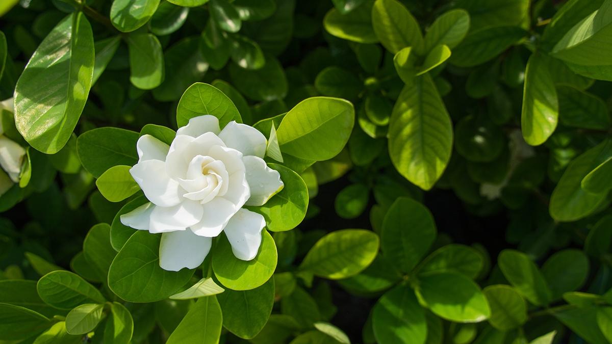 Article Cards Featured Image The Big Gardenia Flower