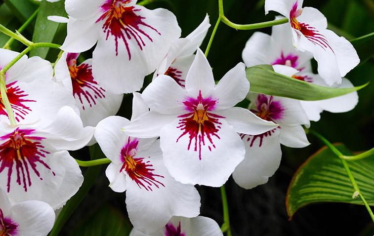 types of orchids miltonia