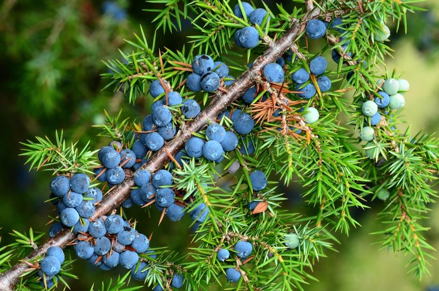 juniper leaves and berries