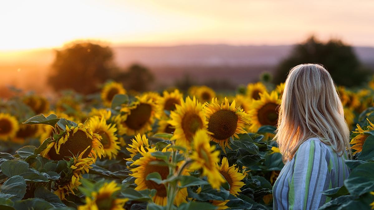 Article Cards Featured Image Woman standing in sunflower field during sunset. Panoramic view