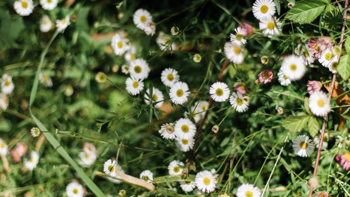 Article Cards Featured Image flowering weeds hero