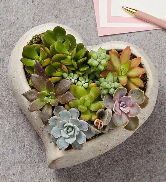 low maintenance plants Succulent Heart Garden