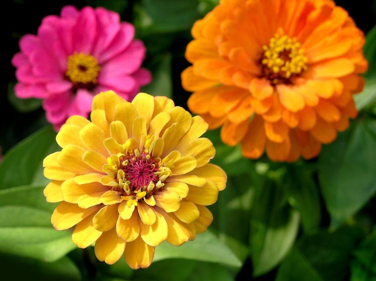 garden cut zinnias pink yellow orange