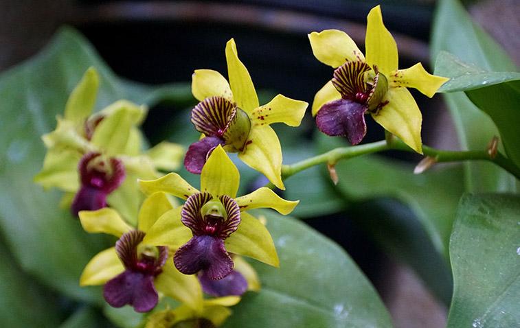 types of orchids dendrobium