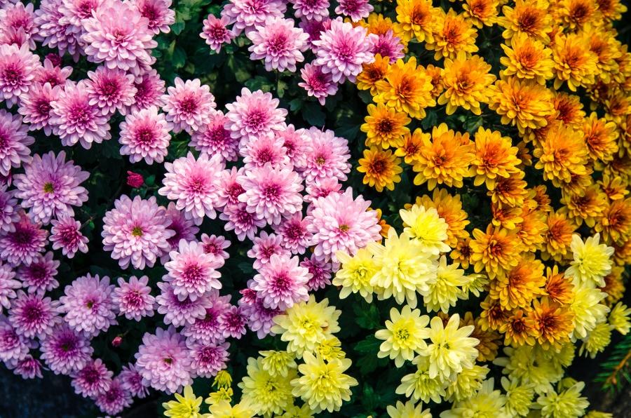 Article Cards Featured Image Colorful Chrysanthemums