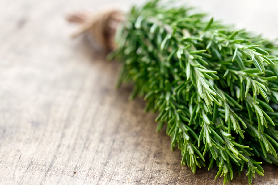 Bunch of green fresh rosemary herbs on rustic wooden table background