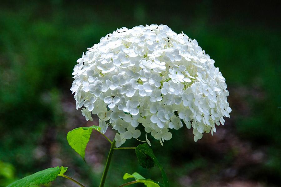 kinds of hydrangeas smooth