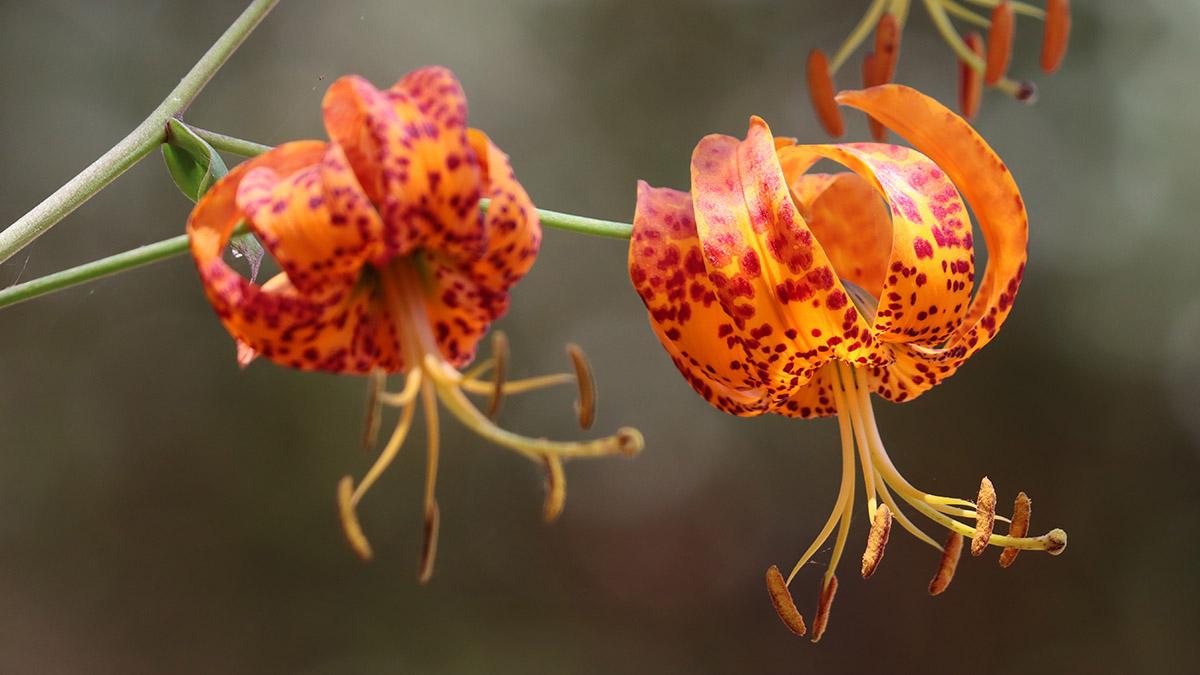 types of lilies american lily