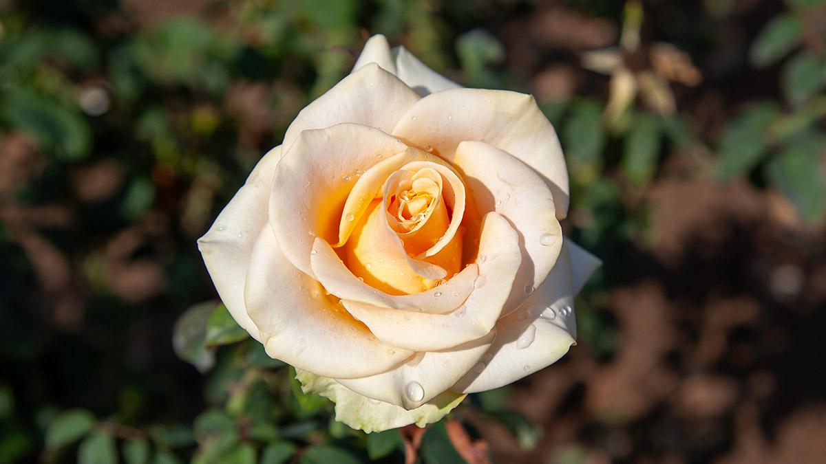 Article Cards Featured Image Marilyn Monroe rose with water drops in the field. Scientific na