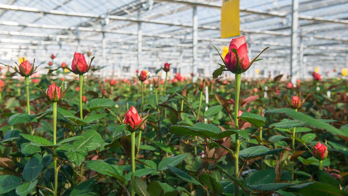 Article Cards Featured Image greenhouse with rose flowers