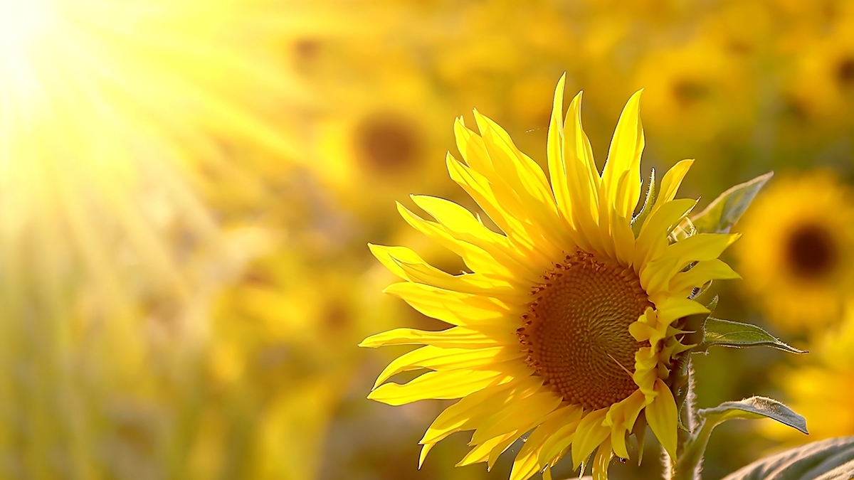 Sunflower on a meadow in the light of the setting sun