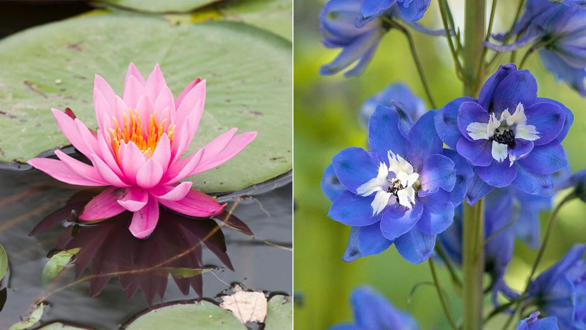 july birth flowers