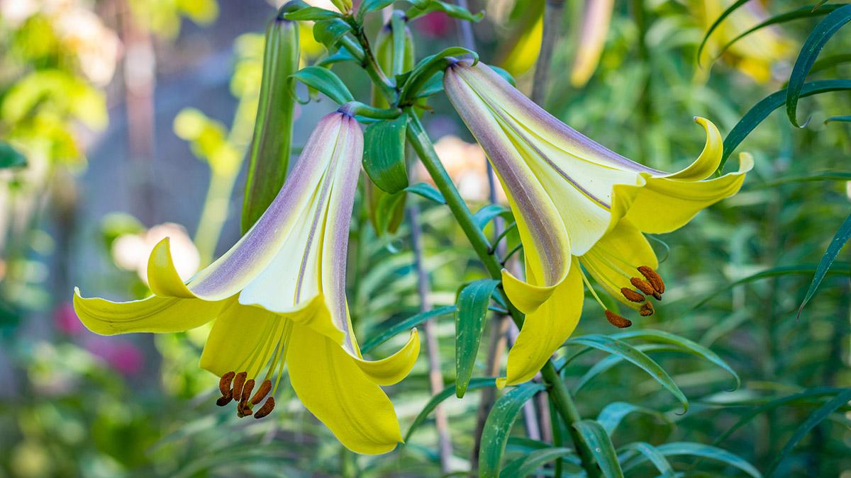 types of lilies trumpet lily