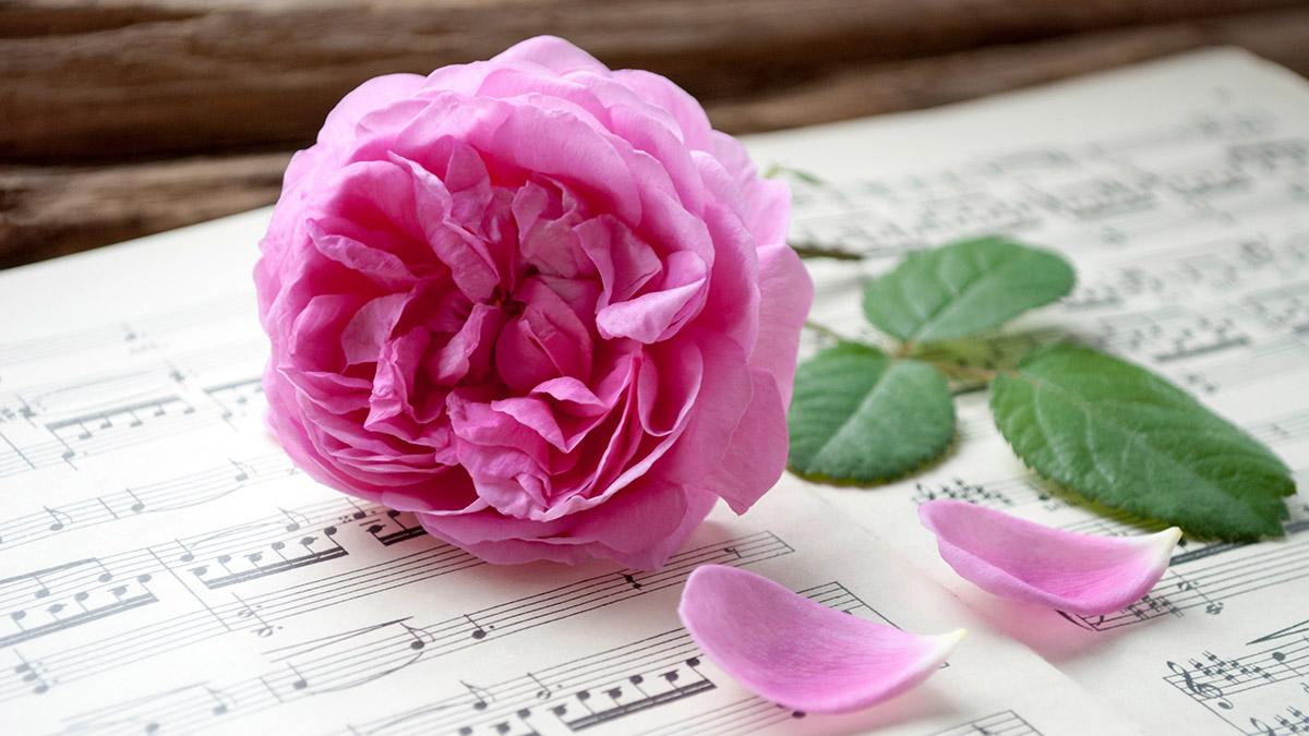 Article Cards Featured Image funeral songs with flower sitting on music book