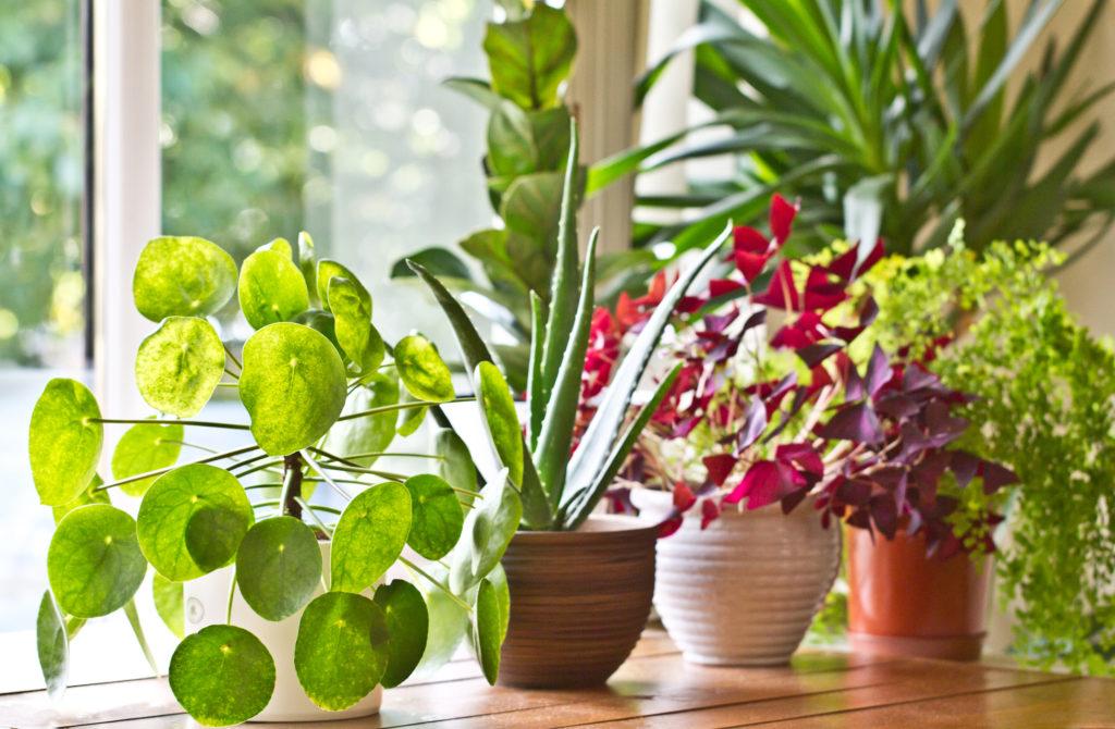 Article Cards Featured Image Various green house plants beside the window