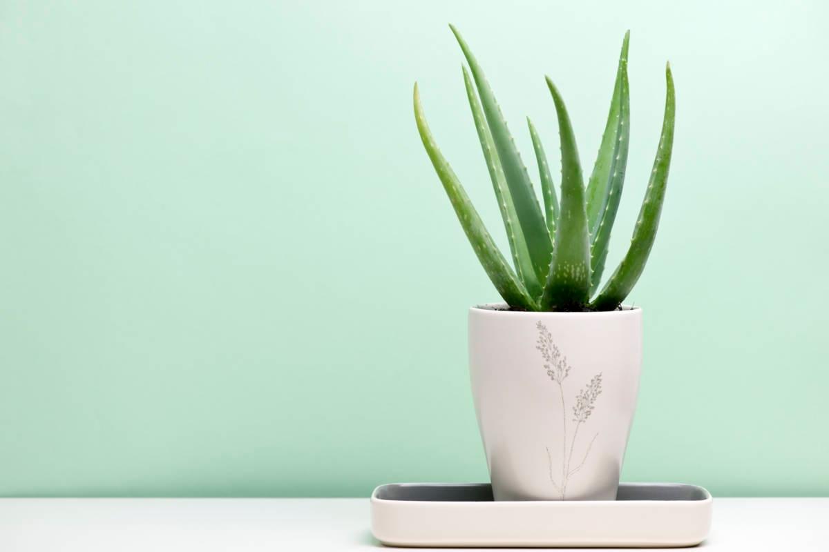 Article Cards Featured Image an aloe vera plant