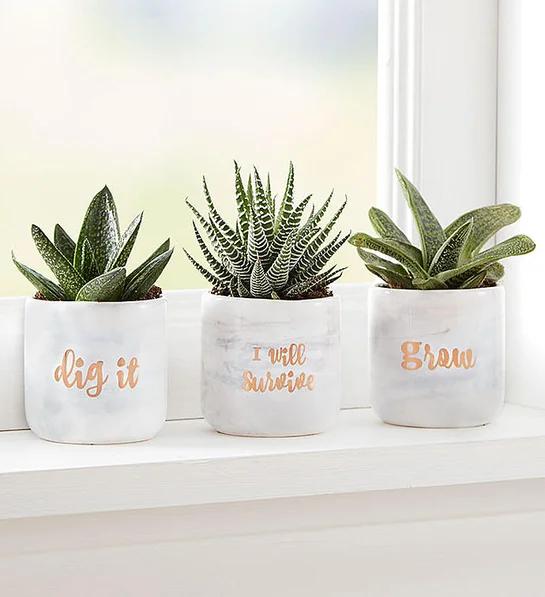 succulent care succulent trio