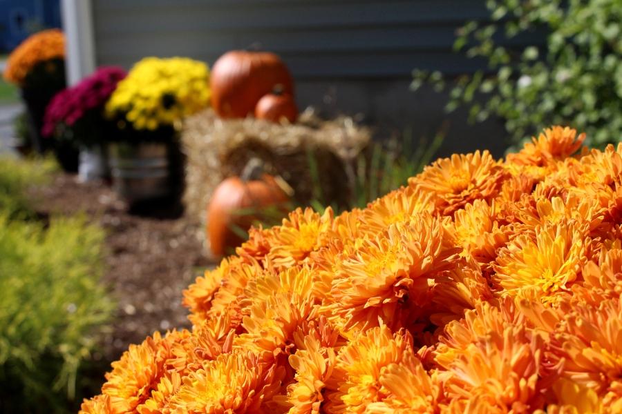 Article Cards Featured Image Pumpkin mums