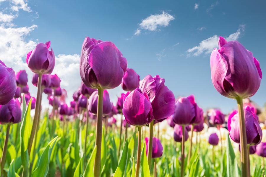 Article Cards Featured Image purple tulips blooming against a sunny sky