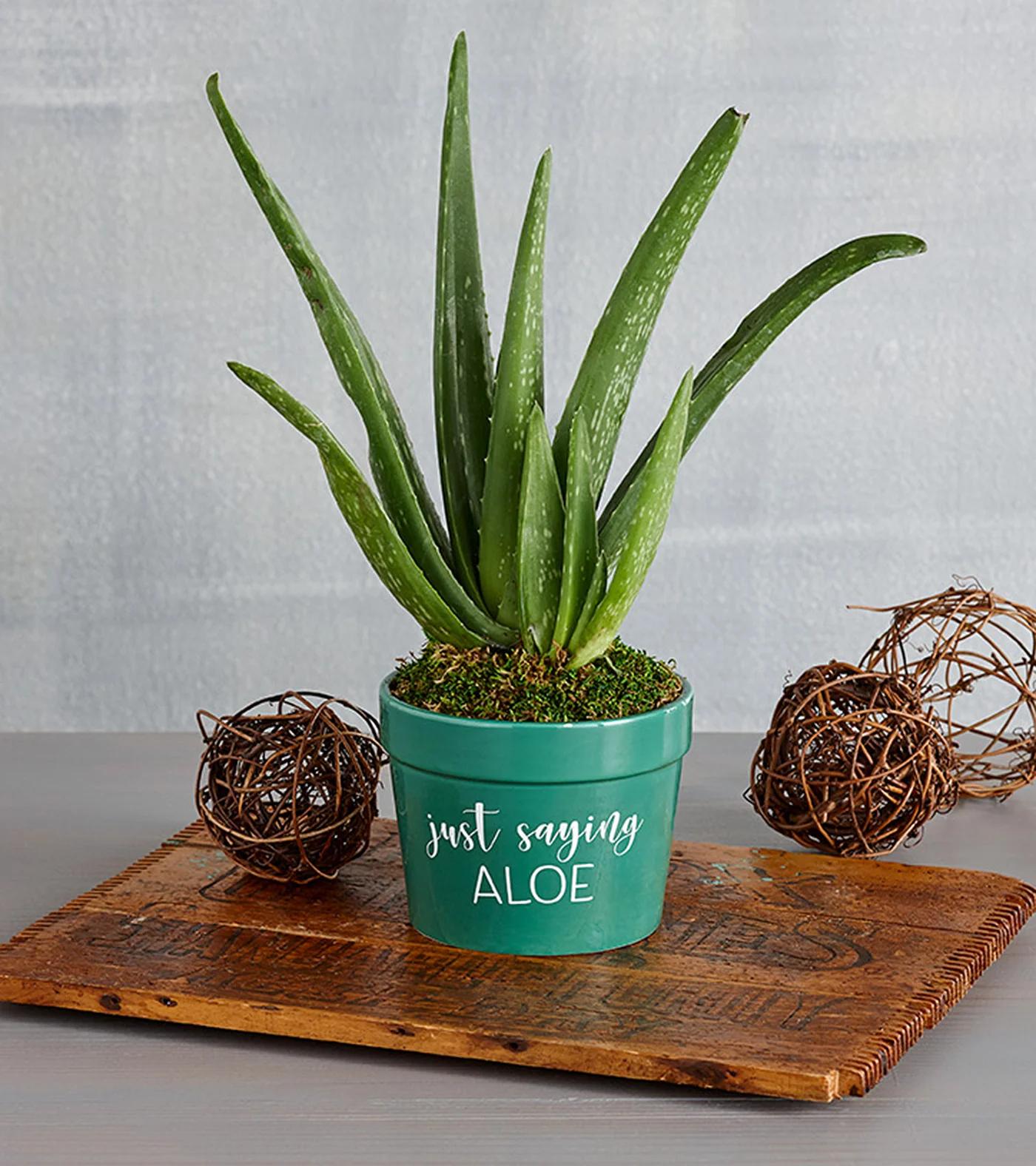 low maintenance plants aloe vera