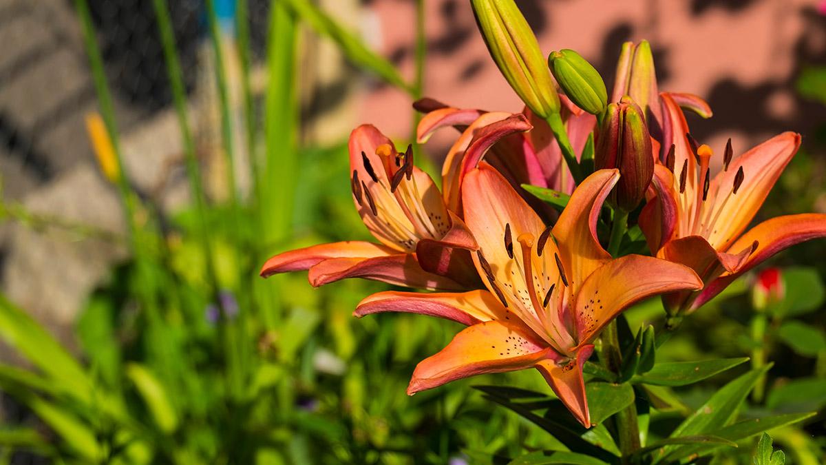 types of lilies interdivisional lily