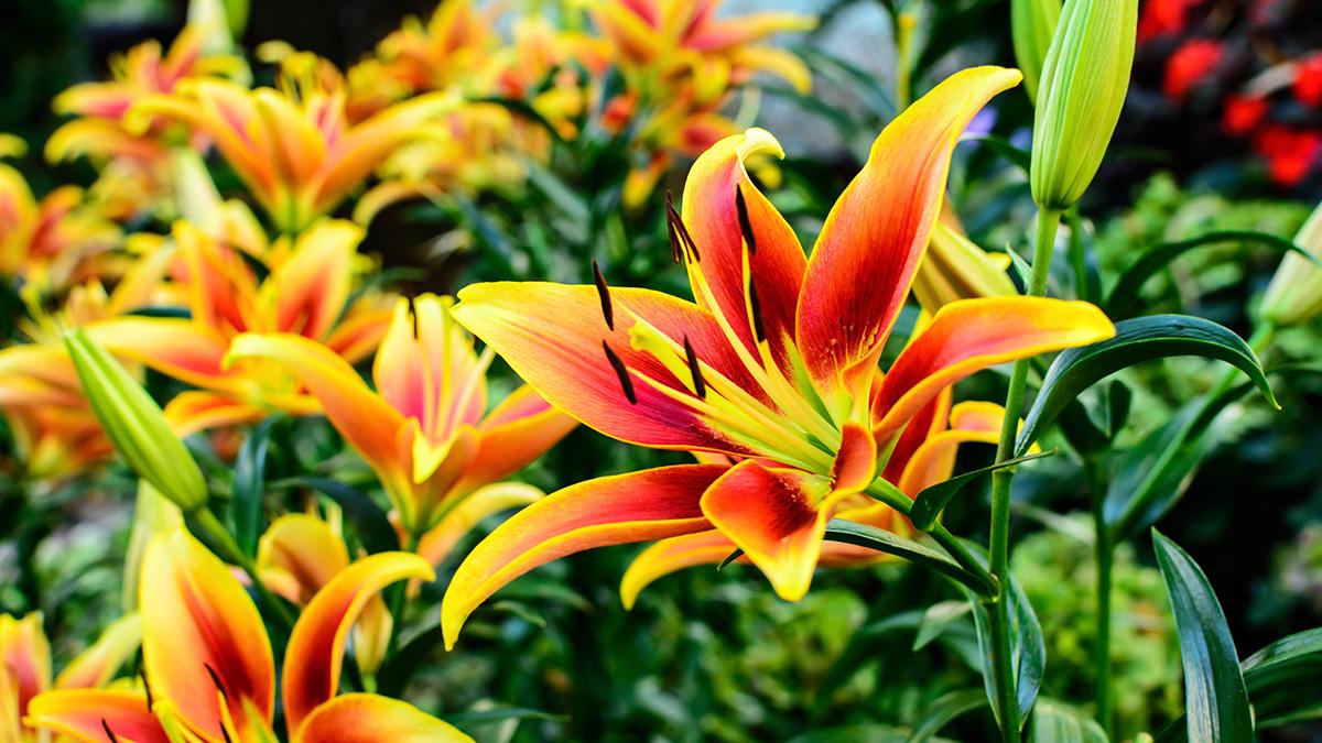 types of lilies asiatic lily