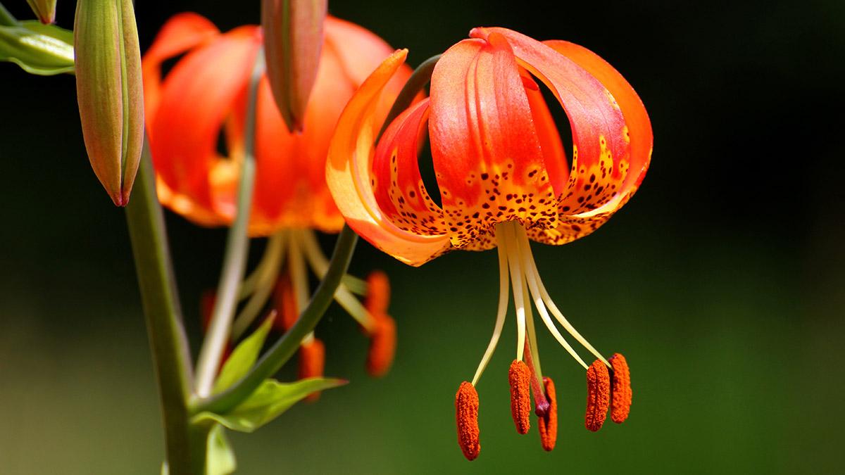 types of lilies martagon lily