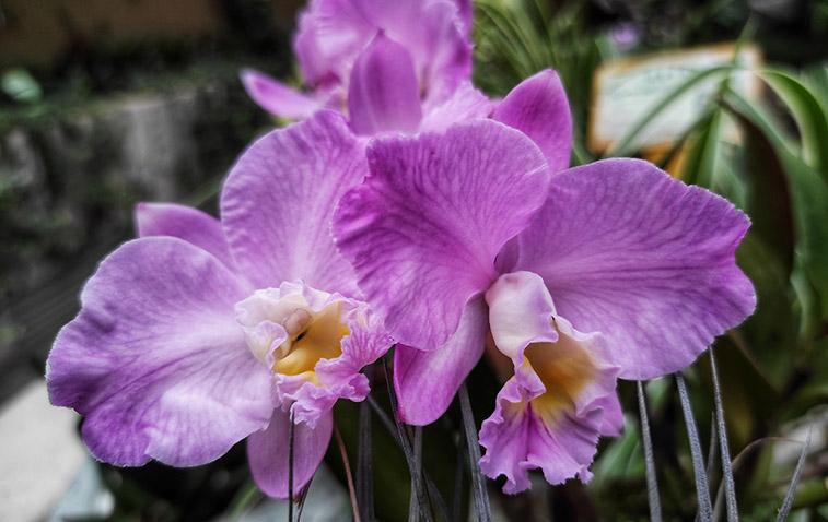 types of orchids cattleya