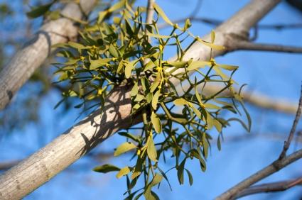 Article Cards Featured Image Mistletoe Growing on a Tree