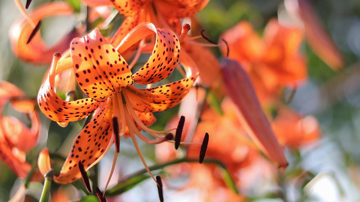 types of lilies species lily