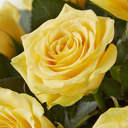 yellow roses