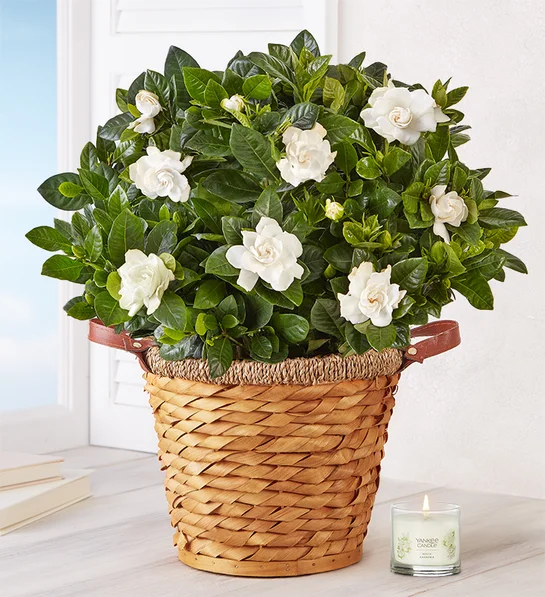 gardenia facts Blooming Gardenia Plant