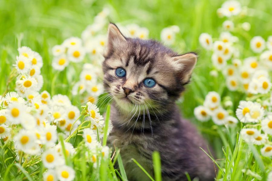 Article Cards Featured Image Portrait of cute little kitten outdoors in flowers