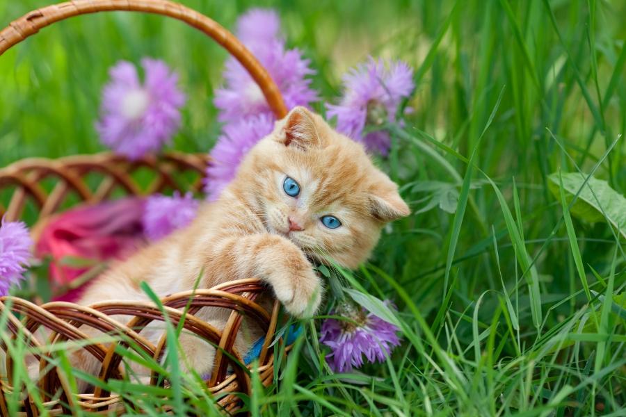 Article Cards Featured Image cat in basket with flowers