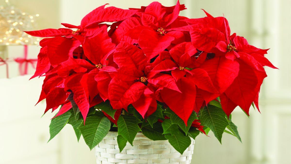 Article Cards Featured Image poinsettia december birth flower featured