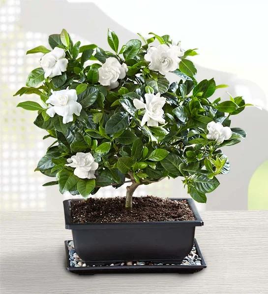 gardenia facts Gardenia Bonsai