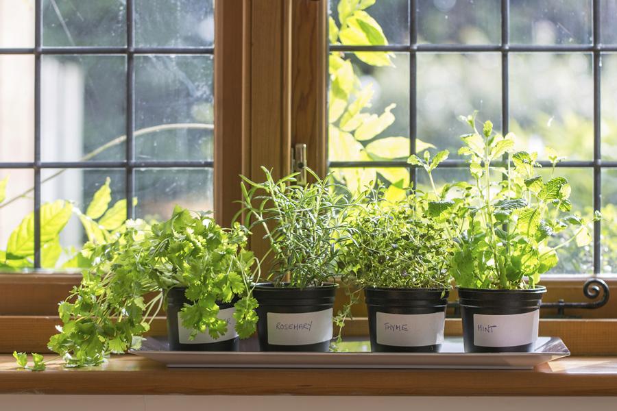 Article Cards Featured Image herbs for an indoor herb garden