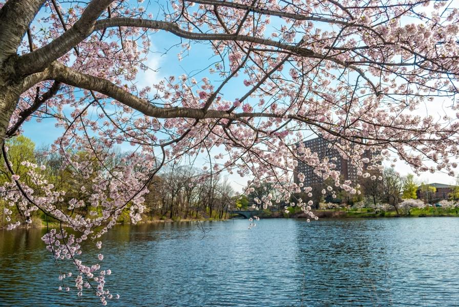 Article Cards Featured Image Branchbrook Park in Newark NJ with cherry blossoms in bloom during the Spring.