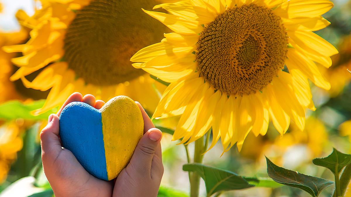 Article Cards Featured Image A child in a field of sunflowers in an embroidered shirt. Ukraine Independence Day concept. Selective focus. Nature.