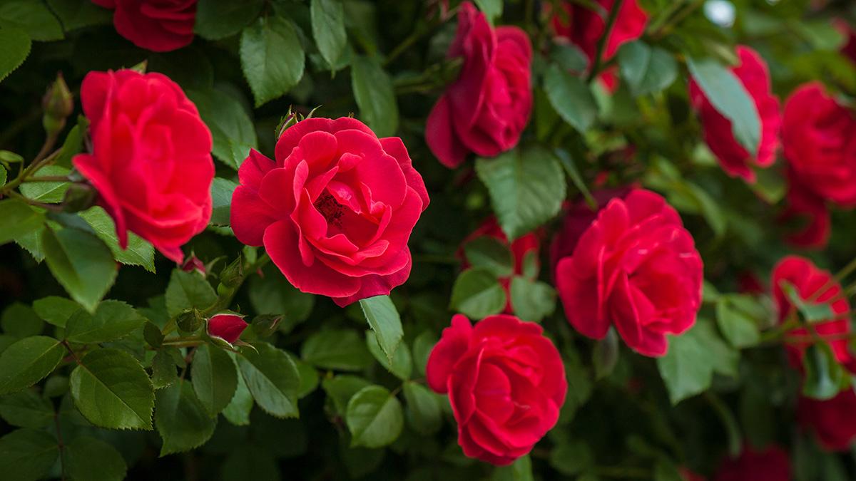 Article Cards Featured Image Close up red roses with buds on a background of a green bush. Bu