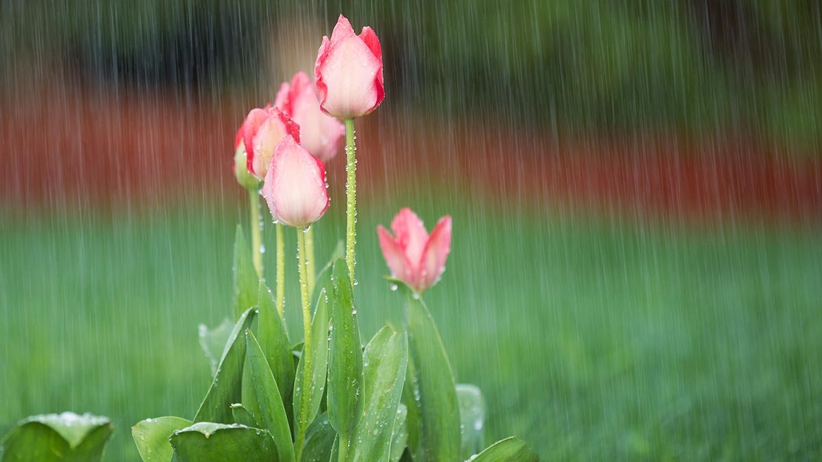 Article Cards Featured Image Photo of blooming pink tulips in spring time heavy rain with green grass and reddish bark in background