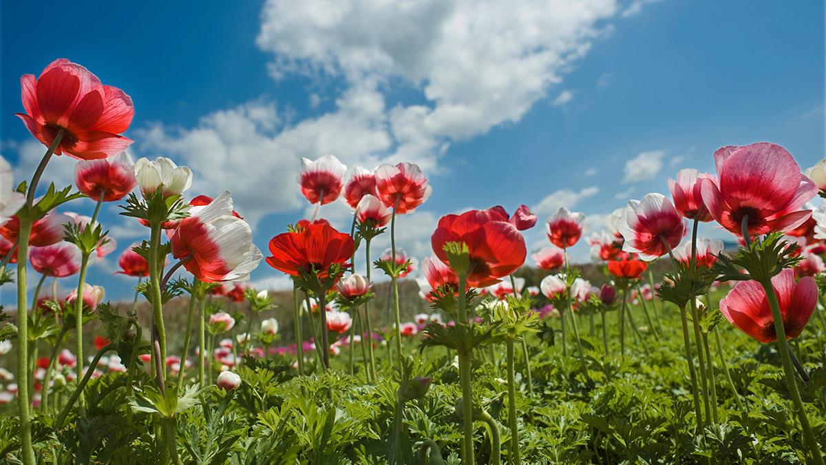 Article Cards Featured Image red flower field