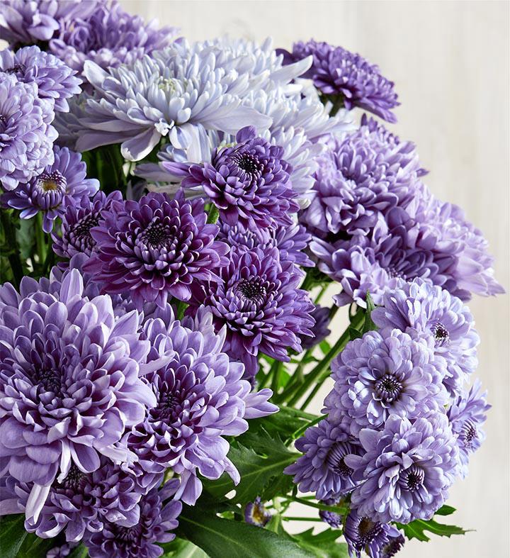 blue chrysanthemum closeup