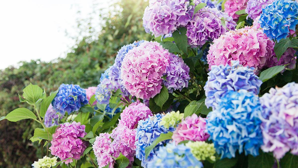 Article Cards Featured Image photo of a hydrangea, one of many types of Japanese flowers