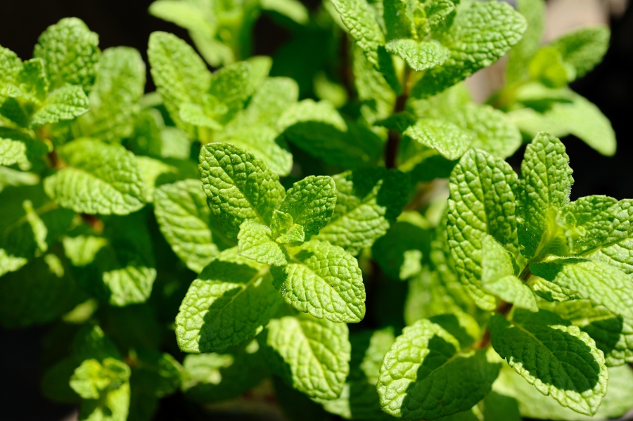 peppermint leaves