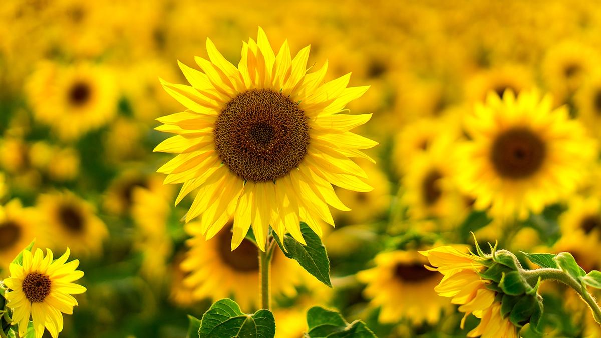 Article Cards Featured Image sunflower field in the sunset